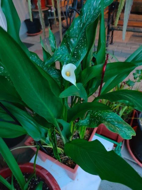 Zantedeschia(calls)alb - Gradina si terasa PrimaLuce__11-Hello 2024