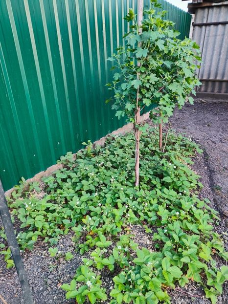 Fragaria vesca(fragi) - Gradina si terasa PrimaLuce__11-Hello 2024