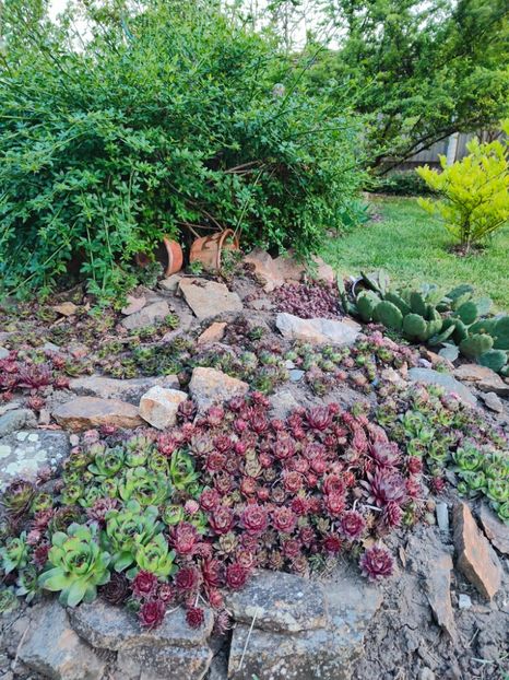 Sempervivumhybr. - Gradina si terasa PrimaLuce__11-Hello 2024