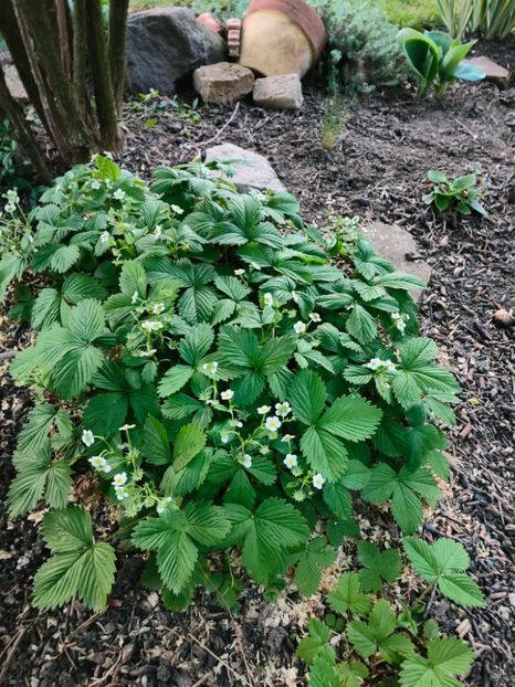 Fragaria vesca(frăguțe) - Gradina si terasa PrimaLuce__11-Hello 2024
