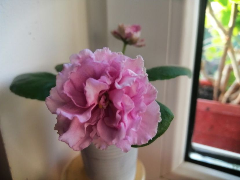  - LF Kremovyy Desert