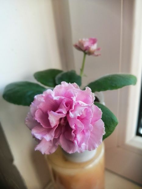  - LF Kremovyy Desert