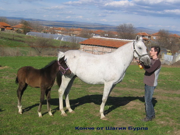 S-Marlena-Copy of Picture 392 - My horses - Shagia