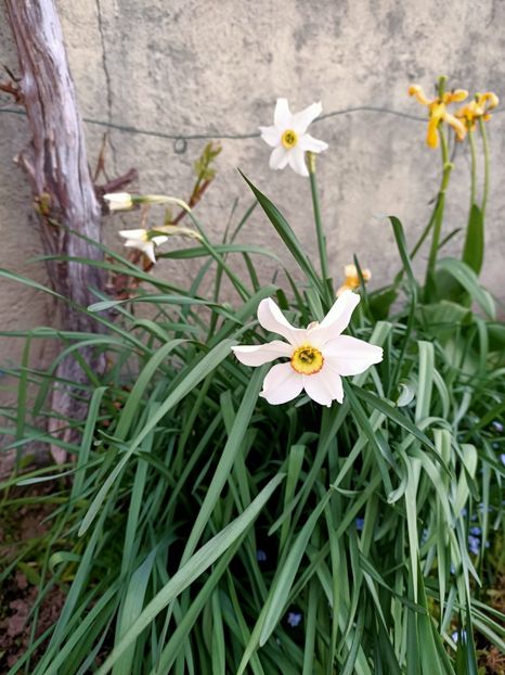 Img.2024.04.13 - A doua grădină