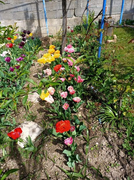 Img.2024.04.13 - A doua grădină