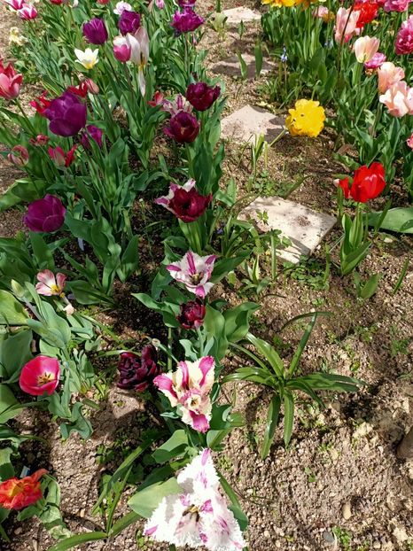 IMG20240413121012 - A doua grădină