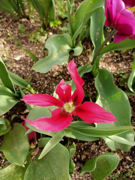 Img.2024.04.13 - A doua grădină