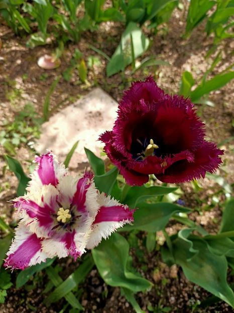 Img.2024.04.13 - A doua grădină