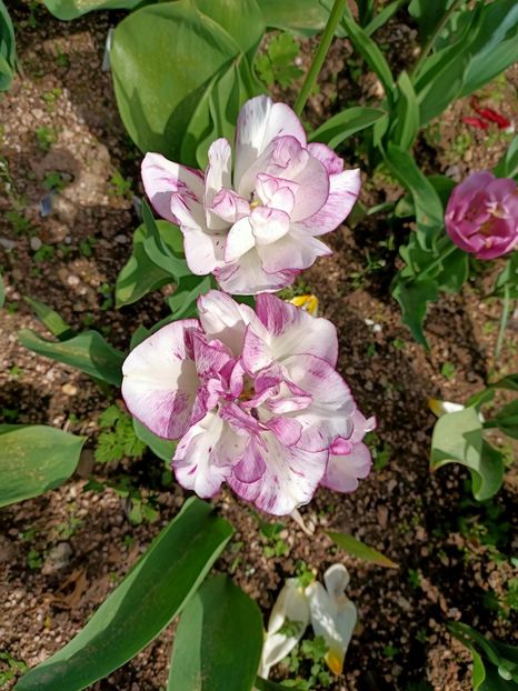 Img.2024.04.13 - A doua grădină