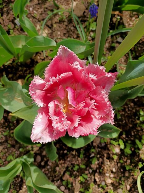 Img.2024.04.13 - A doua grădină