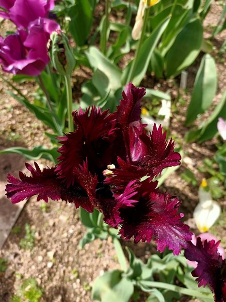 Img.2024.04.13 - A doua grădină