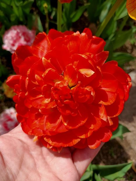 Img.2024.04.13 - A doua grădină