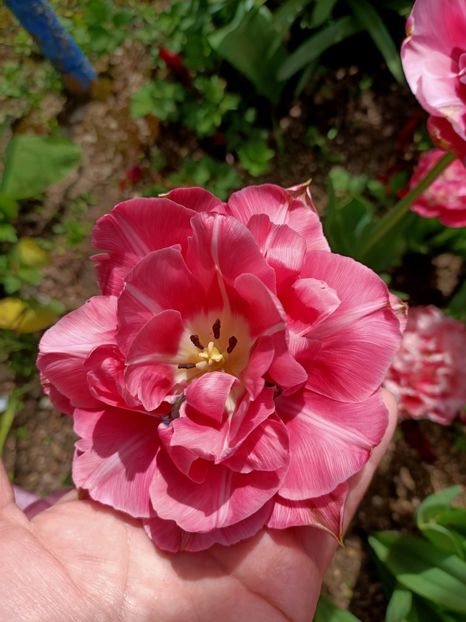 Img.2024.04.13 - A doua grădină