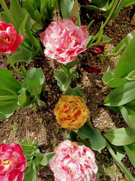 Img.2024.04.13 - A doua grădină