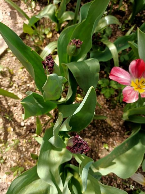 Img.2024.04.13 - A doua grădină