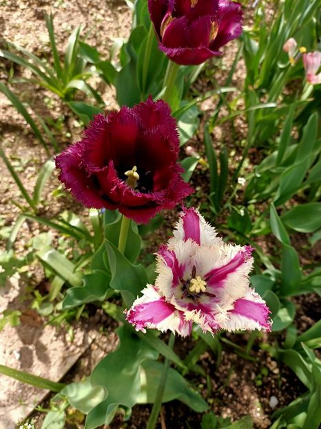 Img.2024.04.13 - A doua grădină