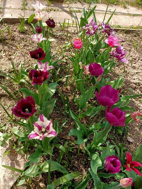 Img.2024.04.13 - A doua grădină