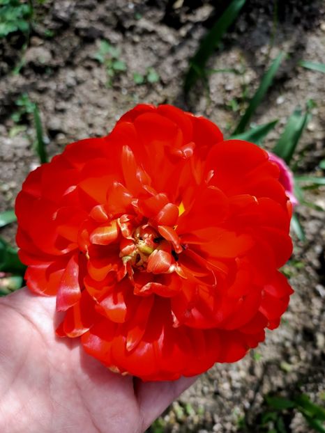 Img.2024.04.13 - A doua grădină