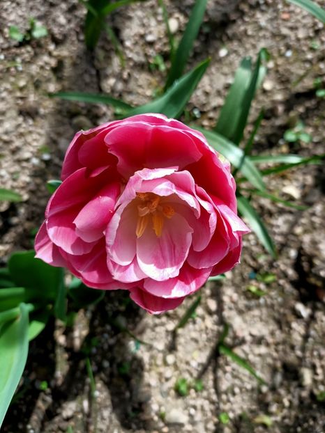 Img.2024.04.13 - A doua grădină