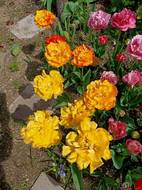 Img.2024.04.13 - A doua grădină