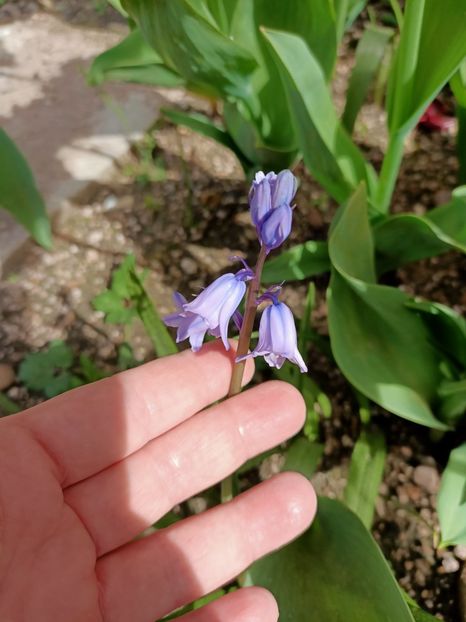 Img.2024.04.13 - A doua grădină