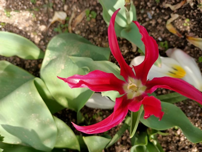 Img.2024.04.13 - A doua grădină