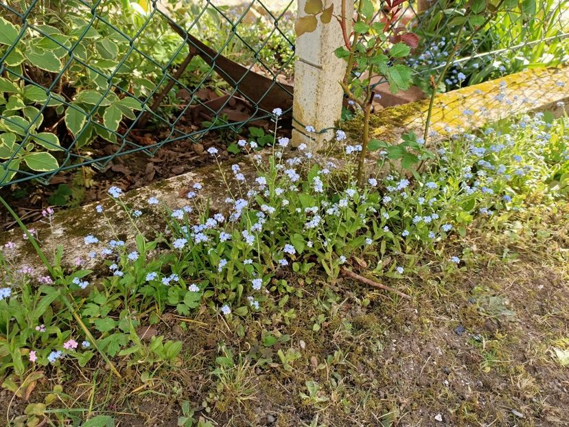 Img.2024.04.13 - A doua grădină