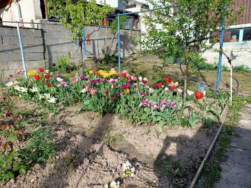 Img.2024.04.13 - A doua grădină