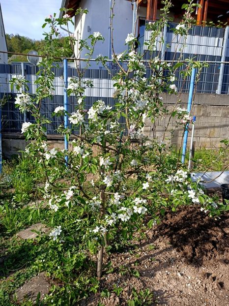 Img.2024.04.13 - A doua grădină