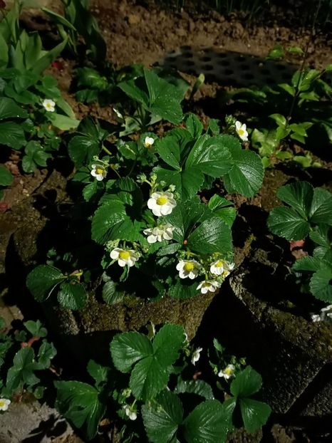 Img.2024.04.13-căpsuni - A doua grădină