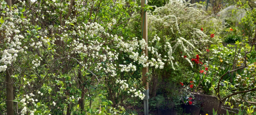  - 2024 - 01 - Primavara