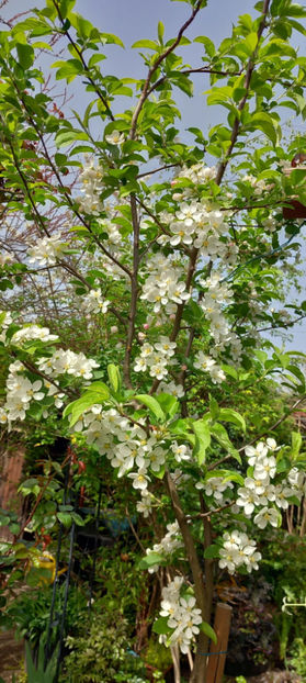  - 2024 - 01 - Primavara