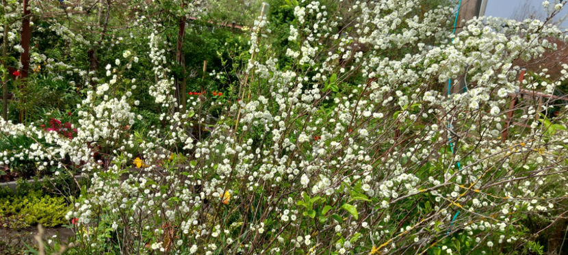  - 2024 - 01 - Primavara