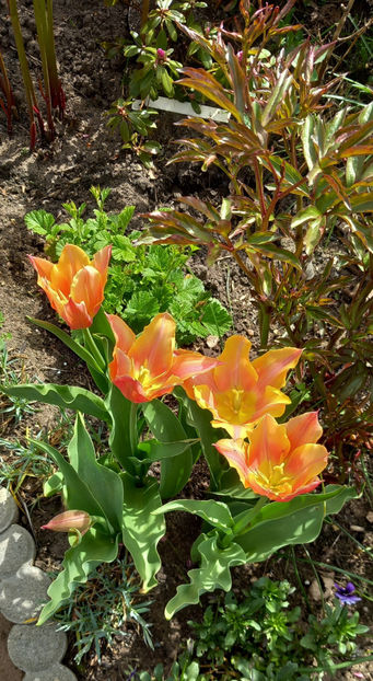  - 2024 - 01 - Primavara