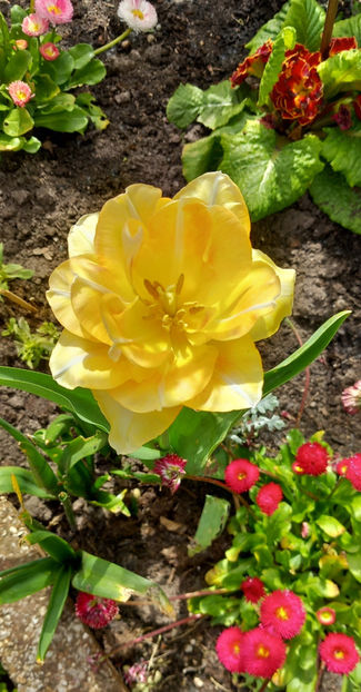  - 2024 - 01 - Primavara