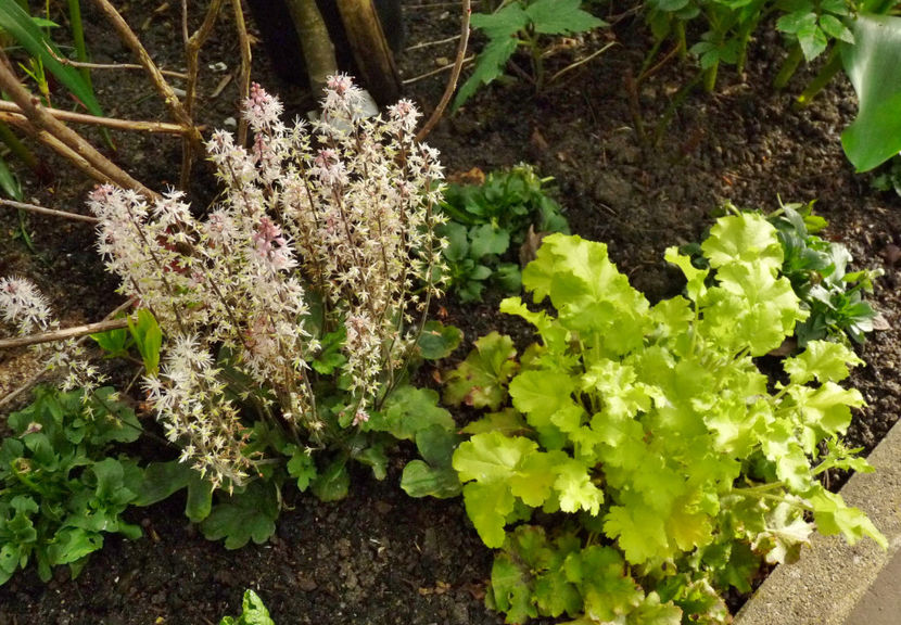  - 2024 - 01 - Primavara