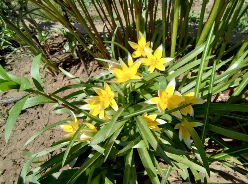  - Flori de gradină-2024