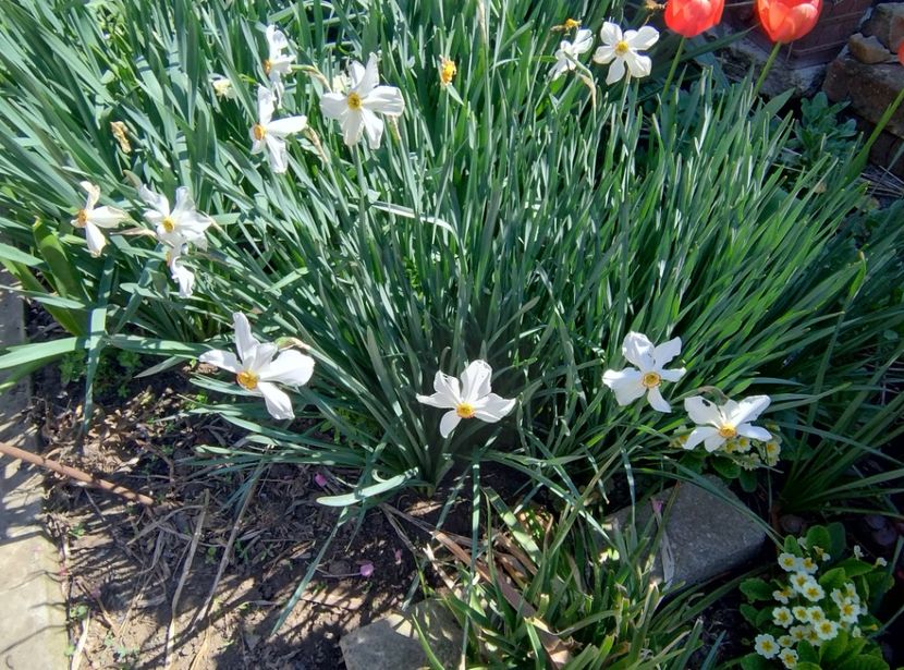  - Flori de gradină-2024