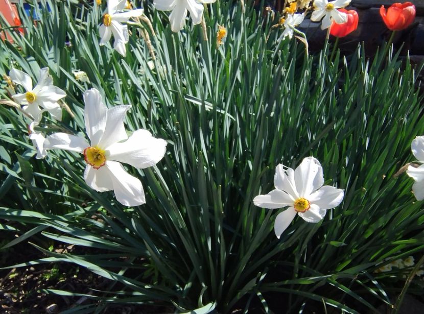  - Flori de gradină-2024