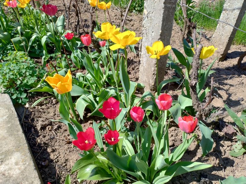  - Flori de gradină-2024