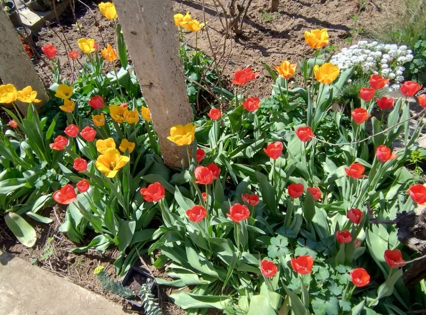  - Flori de gradină-2024