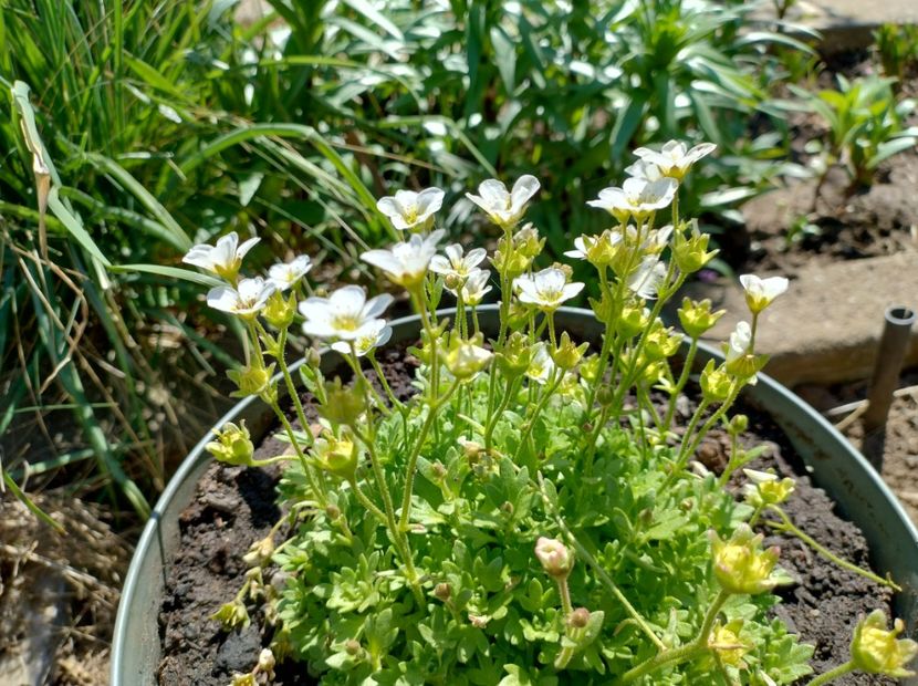  - Flori de gradină-2024