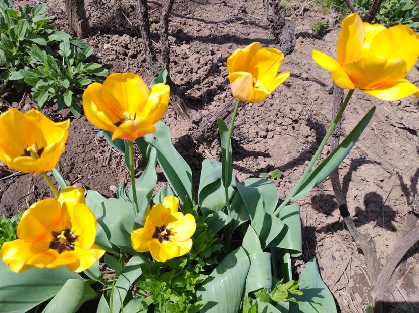  - Flori de gradină-2024