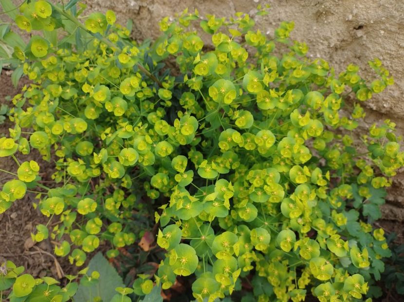  - Flori de gradină-2024