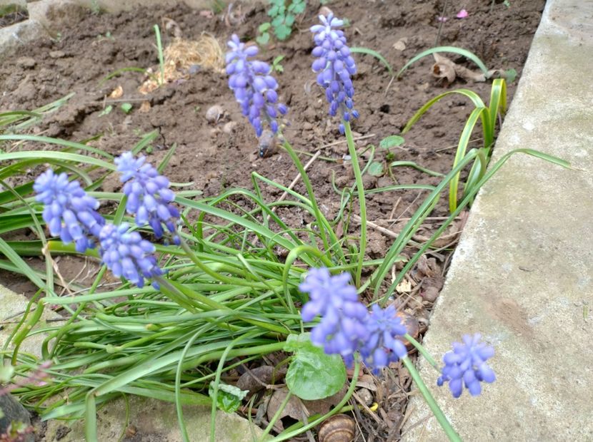  - Flori de gradină-2024