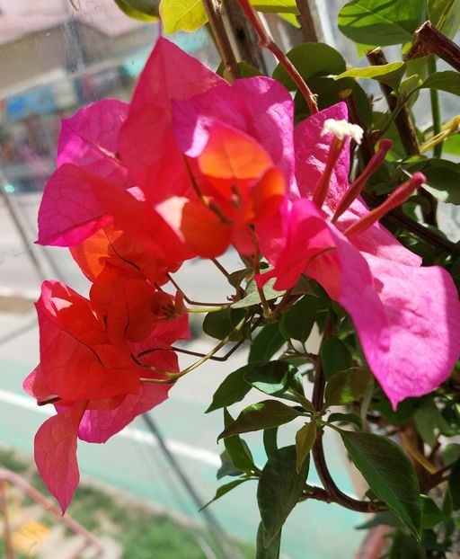  - Bougainvillea