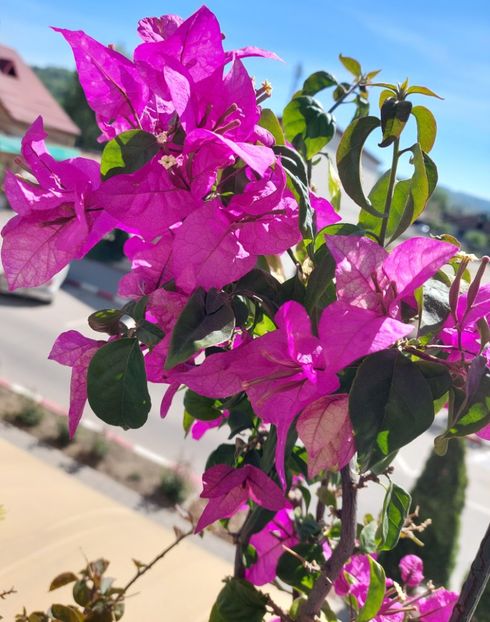  - Bougainvillea