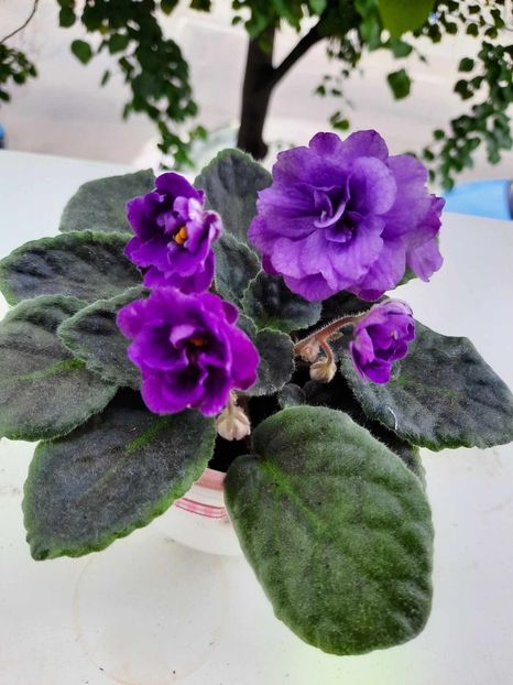 Aprilie 2024 - ESKIMO KISSES