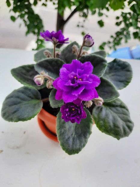 Aprilie 2024 - ESKIMO KISSES