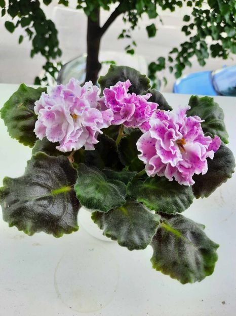 Aprilie 2024 - LE ROZMARI